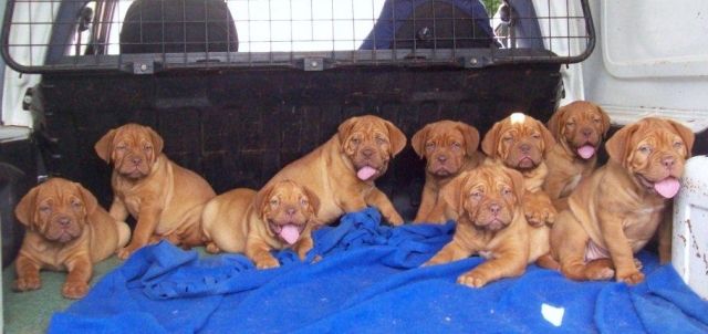 Rassehunde Bordeauxdoggen Kleinanzeigen Rassehunde