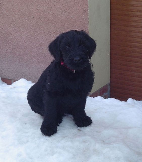 Riesenschnauzer Welpen | hunde-kleinanzeigen.net