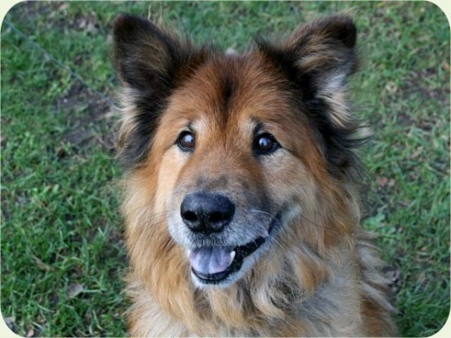 Mischlinge Kleinanzeigen Kleinanzeigen Seite 9