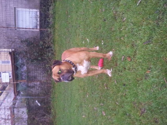 Mischlinge Kleinanzeigen Mischlinge Annoncen Mischlinge Inserate