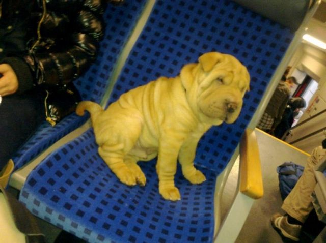 Rassehunde Shar Pei Kleinanzeigen Rassehunde Shar Pei Annoncen