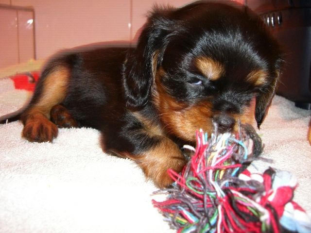 Kleine Cavalier King Charles Spaniel Welpen - Rassehunde Spaniel - Calw - Stammheim