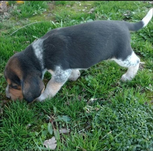 Beagle Welpen brauchen ein Zuhause - Rassehunde Beagle - Dortmund