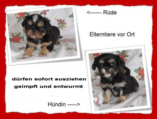 Shih Tzu Mix Welpen - Mischlinge - alsfeld