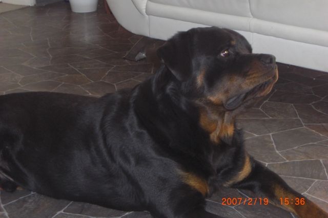 Operationshilfe - Rassehunde Rottweiler - Siegen