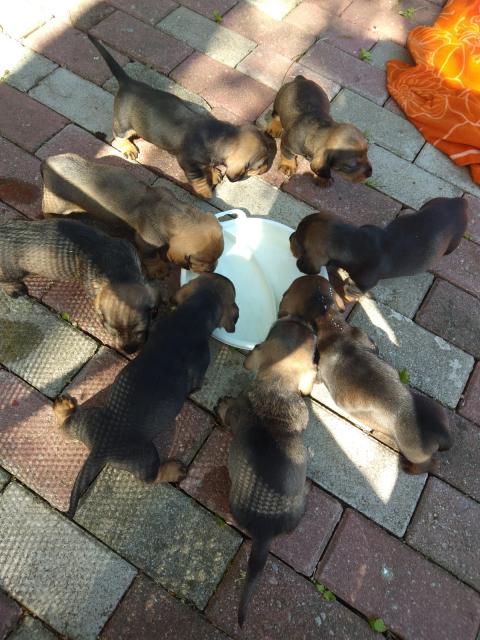 Rauhaardackel Welpen (Standard) - Rassehunde Dackel - Eckstedt