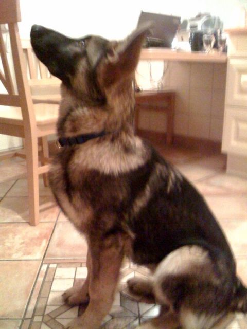 5 Monate junger DSH-Rüde aus der Leistungszucht sucht neues Zuhause - Rassehunde Schaeferhund - Rietberg