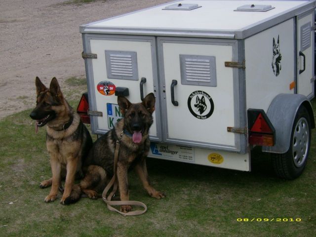 3 Boxer Hundeanhänger von Apel Kraneburg - Hundeanhaenger - Wipperdorf
