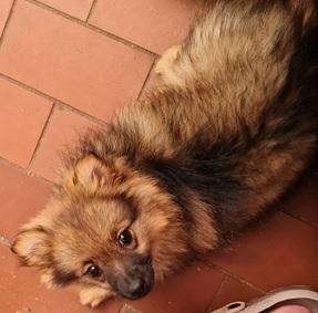 Klein-Spitz - geimpft, gechipt, entwurmt, Abgabe bereit in Essen - Rassehunde Spitz - Essen