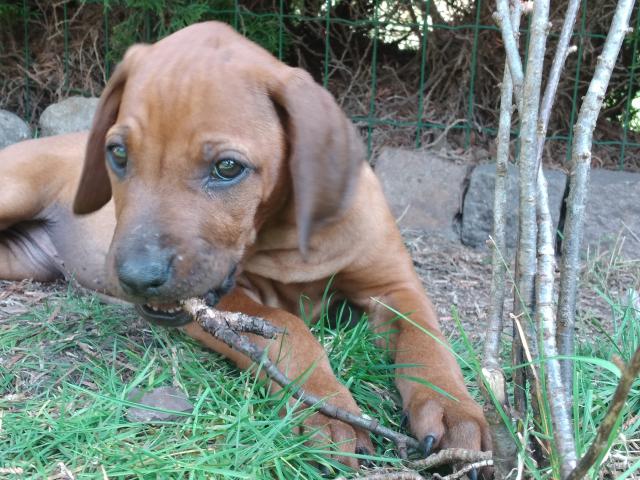 Rhodesian Ridgeback Hündin  - Rassehunde Rhodesian Ridgeback - Nottuln 