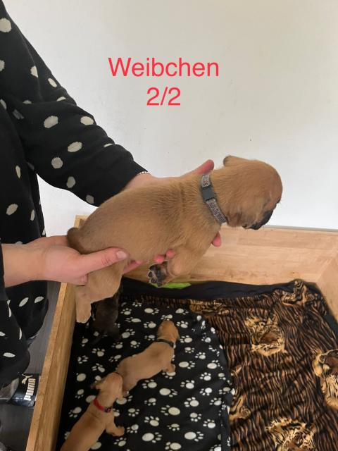 Boxerwelpen  - Rassehunde Boxer - Horgenzell