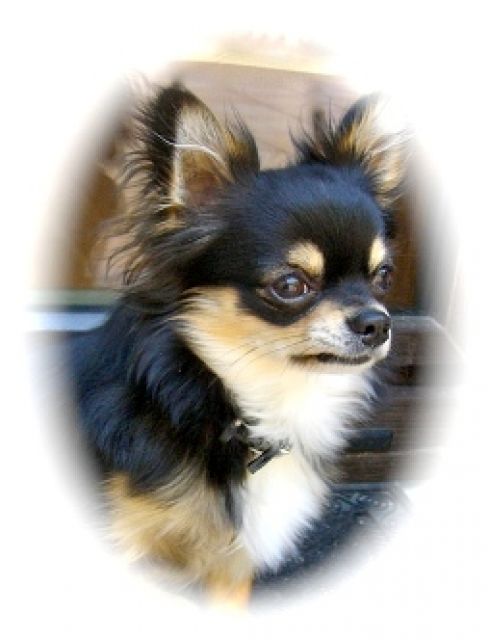 Chihuahua Deckanzeige - Deckanzeigen - Solingen