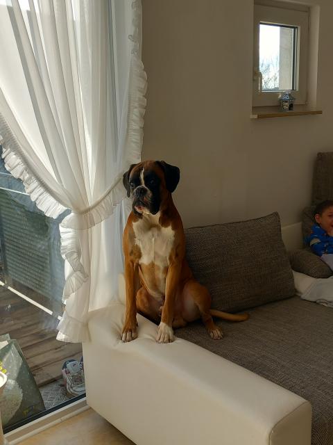 Apollo deckrüde/  boxer  - Deckanzeigen - Kassel