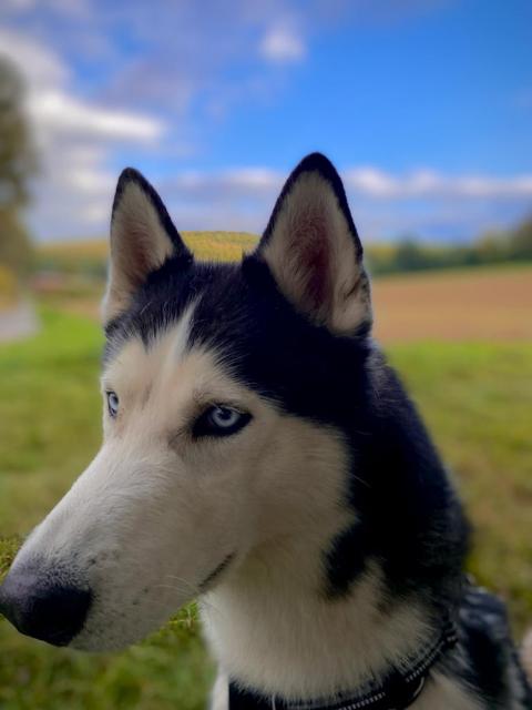 Sibirien Husky Deckrüde  - Deckanzeigen - Volkmarsen
