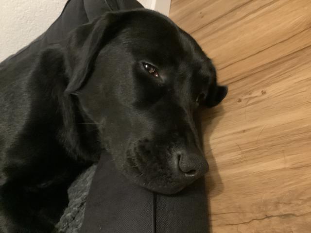 Hundebetreuung für Klinikaufenthalt gesucht - Hundesitter - Villingen-Schwenningen