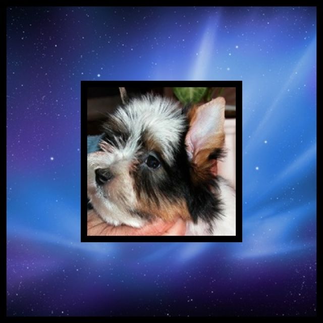 BIEWER YORKI RÜDE WELPE - Rassehunde Terrier - Wien