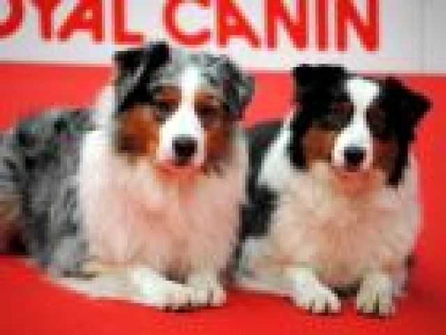 Wurfankündigung aus Spitzenverpaarung!!!! - Rassehunde Australian Shepherd - Ostrava-Vyskovice