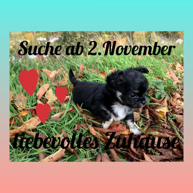 Chihuahua Welpe - süßer Lh Rüde - Rassehunde Chihuahua - Limburg Chihuahua Welpe - süßer Lh Rüde - Rassehunde Chihuahua - Limburg