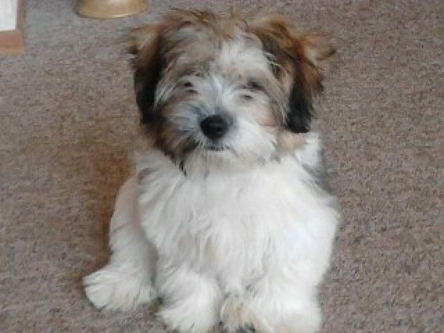 EDELMIX SUCHT LIEBES ZU HAUSE - Mischlinge - Kelbra