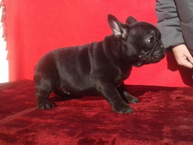 Französische Bulldogge - mit Ahnenpass - blue fawn - Rassehunde Franzoesische Bulldogge - Koblenz
