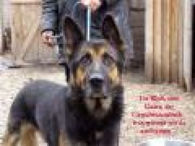 EMILIAN 4J ruhig sucht endlich ein kuschel. Zuhause - Rassehunde Schaeferhund - Heidelberg