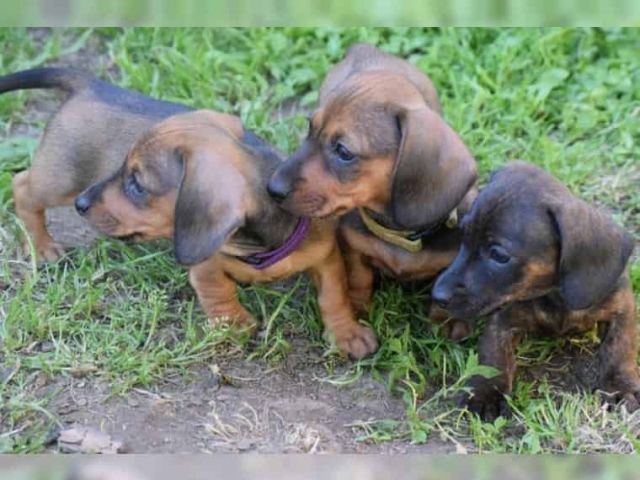 RauhhaDackel Welpen mit DTK/VDH-Papieren - Rassehunde Dackel - Linstow 