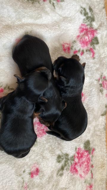 Yorkshire Terrier Welpen  - Rassehunde Terrier - Kabelitz