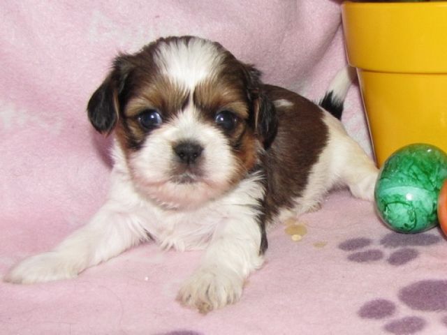 Typvolle Shih Tzus - Rassehunde Shih Tzu - frankfurt