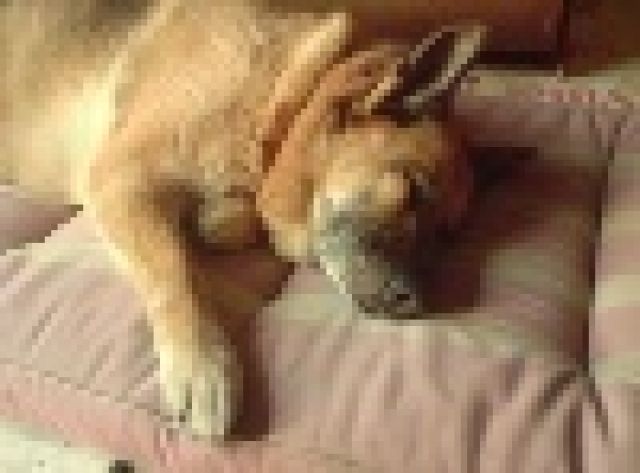 Oldie Ebby, Schäferhündin, trauert um ihr Herrchen  - Rassehunde Schaeferhund - Linz