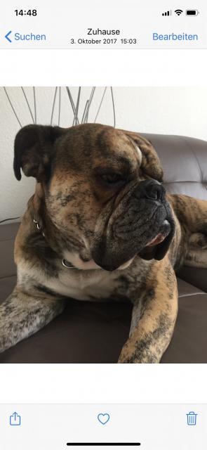 Schöne Deckrüder OEB old englische bulldoge  - Rassehunde Bulldog - Offenbach