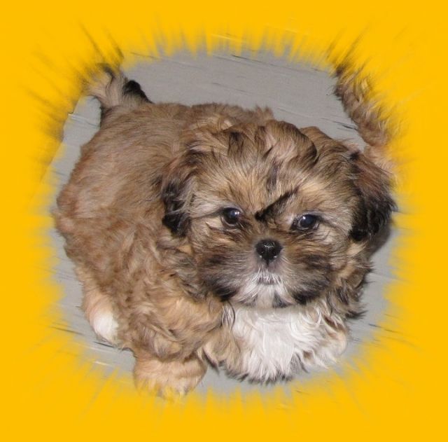 Shih Tzu Welpen aus gutem Hause - Rassehunde Shih Tzu - feldatal