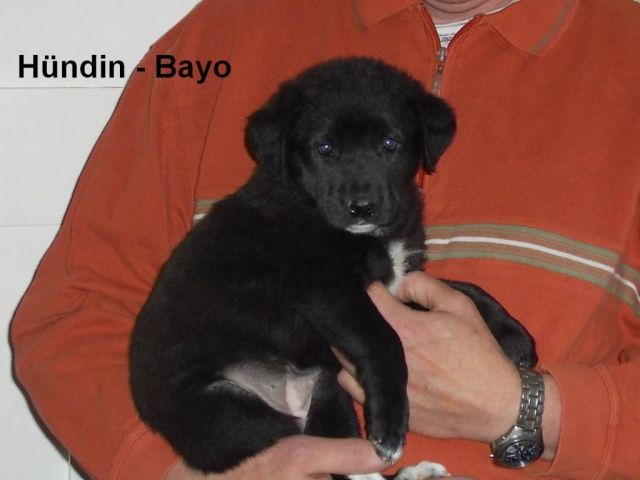 6 mittelgroße Mischlingswelpen suchen bald ein Zuhause - Mischlinge - Rethem/Aller