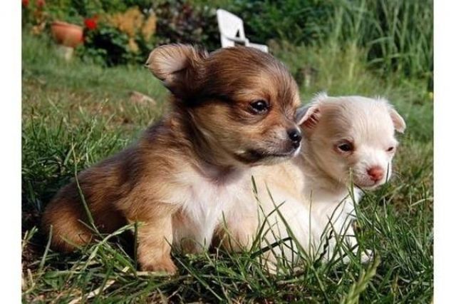 Reinrassige Chihuahuawelpen: 3 Rüden & 3 Weibchen, LH - Rassehunde Chihuahua - Düsseldorf