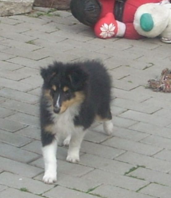 Tricolour Sheltiehündin - Rassehunde Sheltie - Bad Lauchstädt