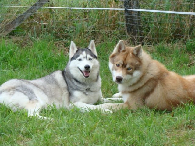 Wir erwarten Mitte Oktober reinrassige Siberian-Husky Welpen aus FCI-Zucht  - Rassehunde Husky - Penzberg
