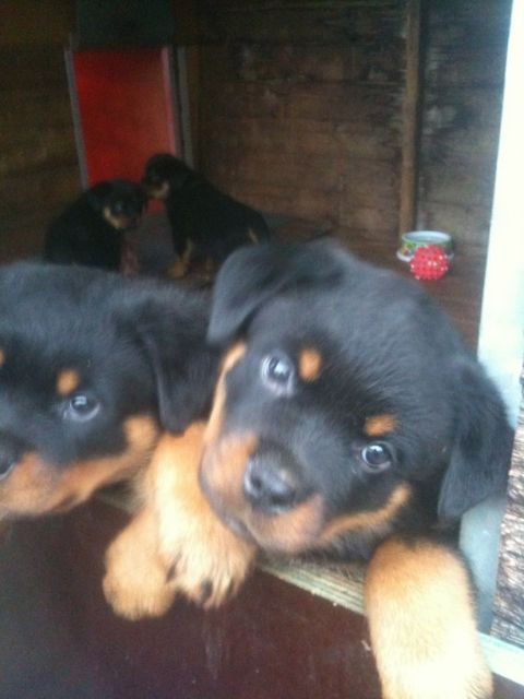 Rottweilerwelpen (voraussichtlich letzte Jumbo Kinder) abzugeben - Rassehunde Rottweiler - Teichwolframsdorf