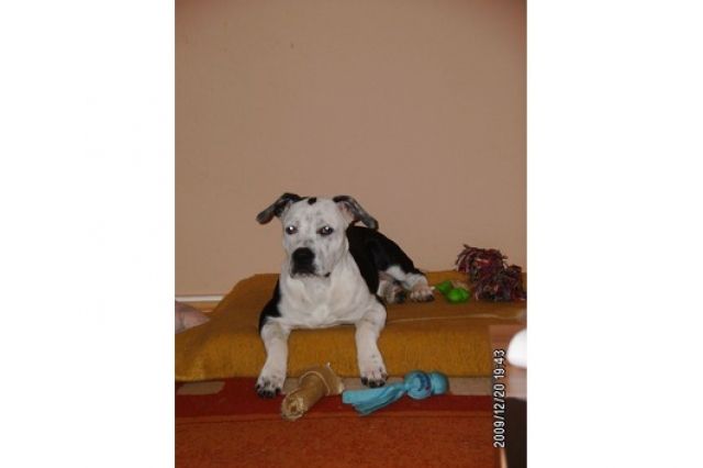 American Staffordshire 7 monate jung - Rassehunde Terrier - Göttingen