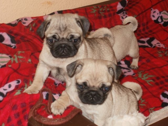 Mops Welpen aus Hobbyzucht - Rassehunde Mops - Schönwalde