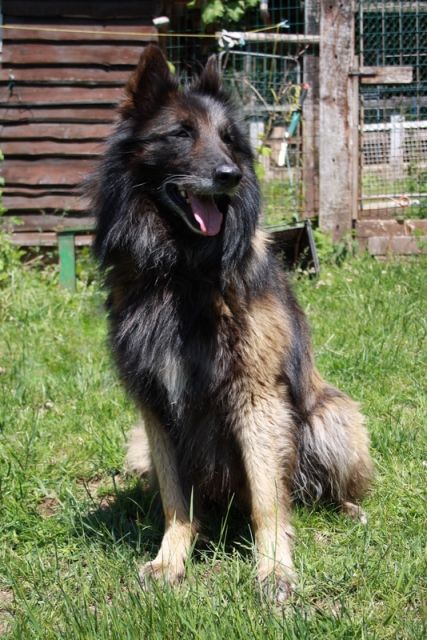 Belgische Schäferhunde Tervueren Welpen FCI - Rassehunde Schaeferhund - Malmedy