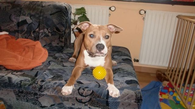 American Staffort Hündin Blue Line zu verkaufen - Rassehunde Terrier - warstein-Sichtigvor