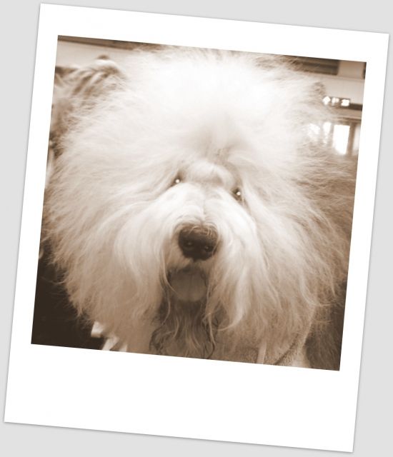 Hundepansion,Liebevolle Hundebetreuung in Familie - Hundesitter - Hannover