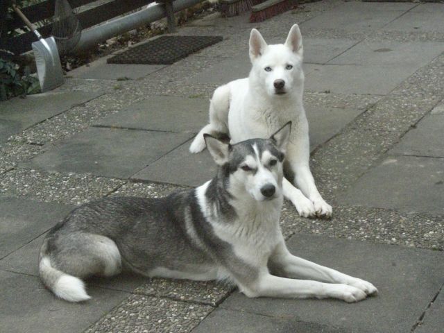Sib.Husky abzugeben - Rassehunde Husky - Hattersheim