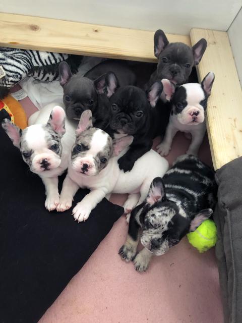 Französische Bulldogge Welpen  - Rassehunde Franzoesische Bulldogge - Frankfurt am Main