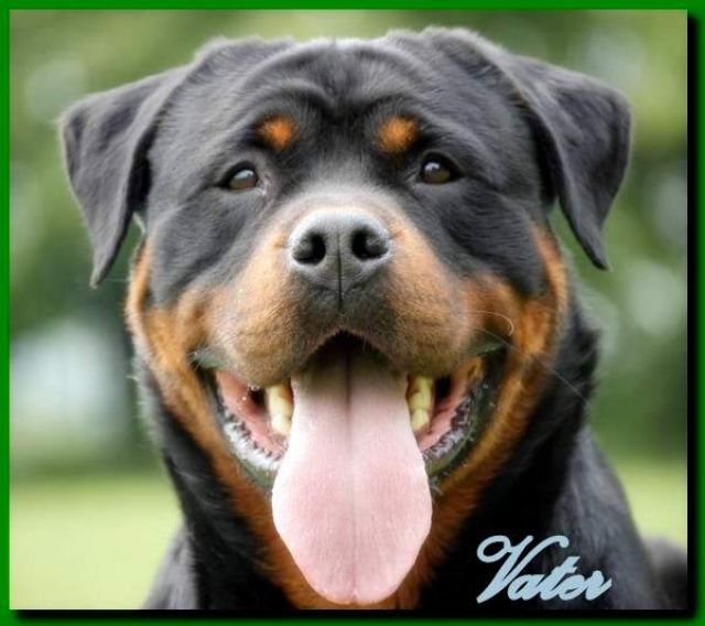 Ubersicht Rottweilerwelpen Rottweiler Liebe Schone Hunde