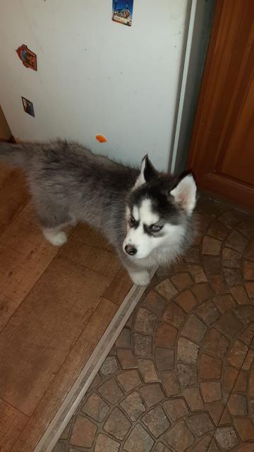 Alaskan Klee Kai (Mini Husky) - Rassehunde Husky - Jessen (Elster) 