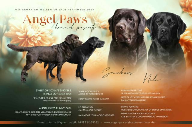 Wurferwartung Labrador Welpen mit Ahnentafel - Rassehunde Labrador - Rahden