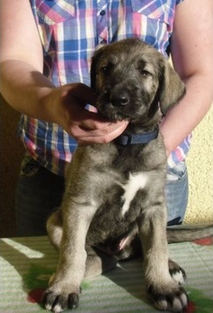 Irish Wolfhound / Irischer Wolfshund Welpen in sand- und weizenfarbend m.P. - Rassehunde Windhund - Klein Vielen