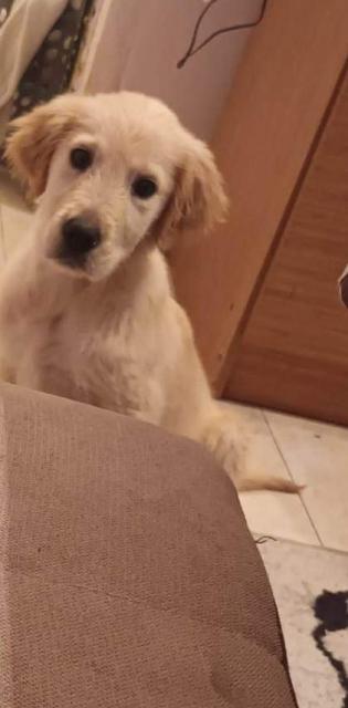 Golden Retriever - Mischlinge - Augsburg