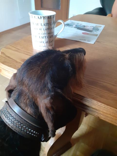 Deckrüde  - Hunde Zubehoer - Framersheim