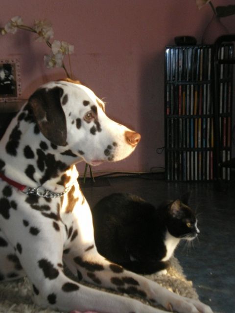 Sehr hübscher b/w Dalmatiner Deckrüde hat noch Decktermine frei - Deckanzeigen - Gronau